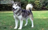 Alaskan Mamamute (male) one year Old
