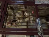 Pineapple Conure and Cage