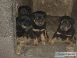 Rottweiler Puppies