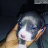PITMASTIFFS PUPPIES FOR SALE
