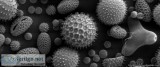 Homeopathy For Allergies Sydney