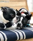 Boston terrier puppies available and ready for Rehoming