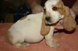 MF Basset hound pups text 832 510 0069