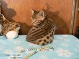 Bengal kittens