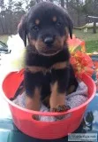 CKC Registered Rottweilers