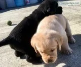 AKC Lab Puppies