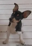 Miniature rat terrier deer head chihuahua