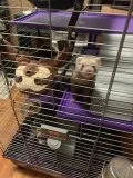 ferrets