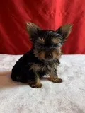 Piper ACA Male Yorkie