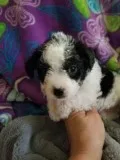 Tiny Maltipom Puppies