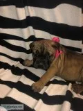 Cane Corso Puppies Italian Mastiff