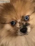 ACA CHAMPION PEDIGREE SABLE MERLE POMERANIAN PUPPY