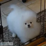 AKC teacup  Pomeranians puppies available
