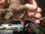Beautiful 8 weeksfemale Chihuahua