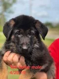 AKC registered German  shepherd puppies