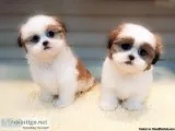 Shih Tzu puppies for sale   www.EmpirePuppies.ne t
