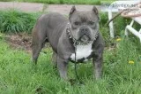 Ukc Exotic American Bully Male