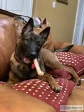 Belgian Malinois F