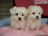 Maltese puppies for sale www.EmpirePuppies.ne t