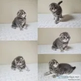 Scottish fold munchkin aka Scottish kilt kittens available