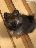 BEAUTIFUL DARK SABLE TINY FEMALE POMERANIAN PUPPY
