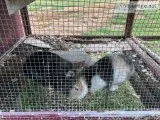 Lion-head Rabbits