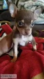Cute chihuahua puppies