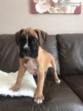 Beautiful Boxer puppies need loving home
