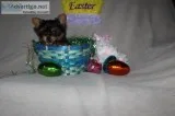 Teacup and Toy Yorkies teddy bear doll face pups