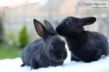 Pedigree Rex Rabbits
