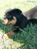Rottweiler male puppy