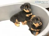 Rottweiler puppies for sale  www.EmpirePuppies.ne t