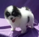 Pomeranian puppies 500