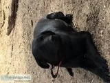 One year old female black lab with papers