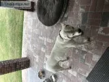 Dogo argentino for sale