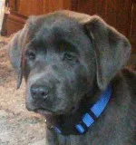 AKC Lab puppies ready for new homes