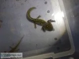 Wildtype and copper axolotls