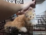 Persian kittens 500