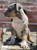 Blue Tri Color Bullies