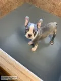 Selling Grey Boston Terrier puppy