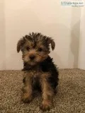 Beautiful Yorkie Puppies 400