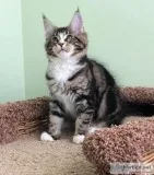 maine c--n kittens both male and female 500