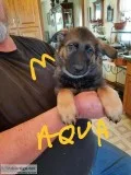 GSD Puppies Avaiable