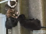 Pitmix puppies need homes