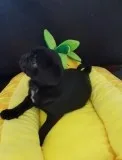 pug puppies 500