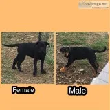 2 Mastador Puppies Left
