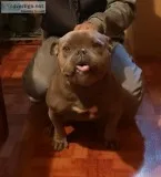 Beautiful Blue Nose Bull Dog