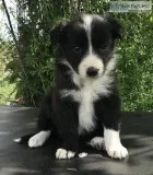 Beautiful Border Collie Puppies for sale