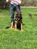 German Shepherd Puppies
