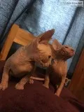 2 lovely Sphynx kittens for sale
